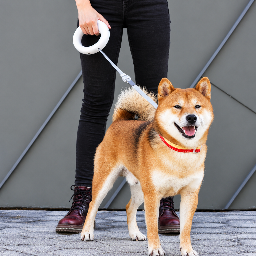 FreedomWalk™ — Correa Retráctil 360° con Freno para Mascotas 🐶🐾